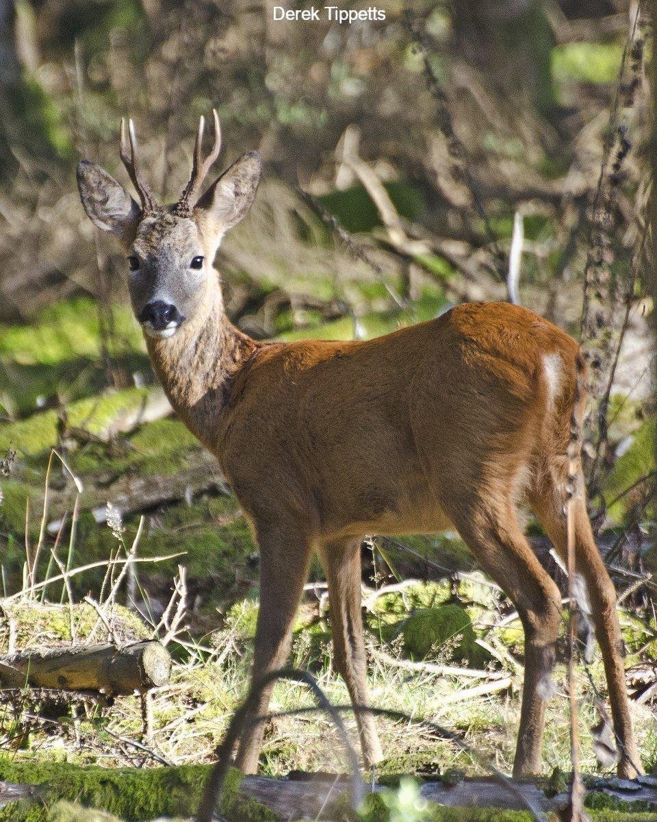 New Forest Roe Deer - New Forest Nature Photography