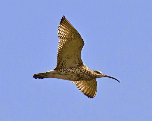 Curlew originala