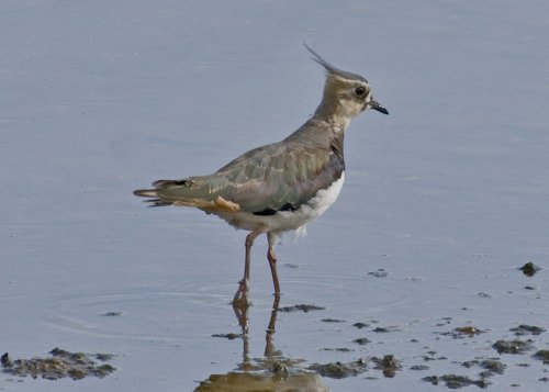 Lapwing