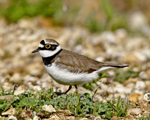 Little Ringed Plover