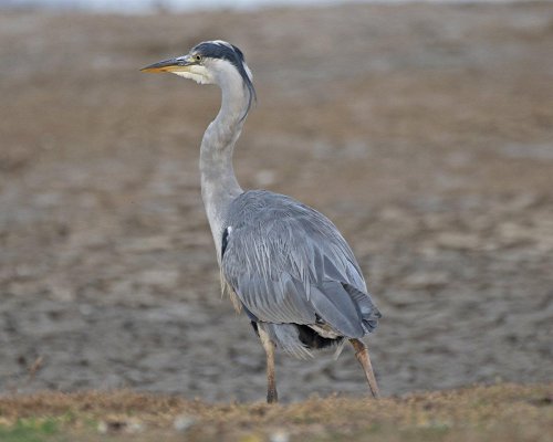 Grey Heron