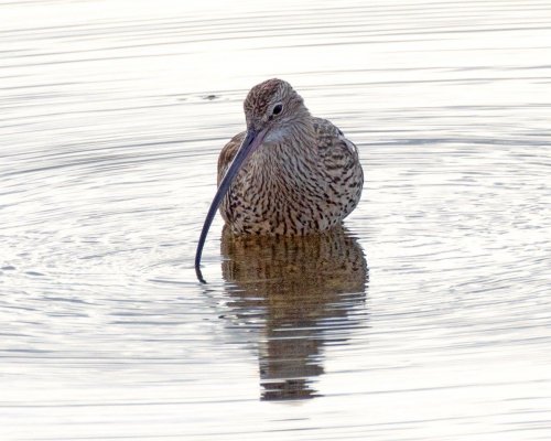 Curlew