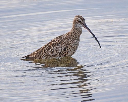 Curlew