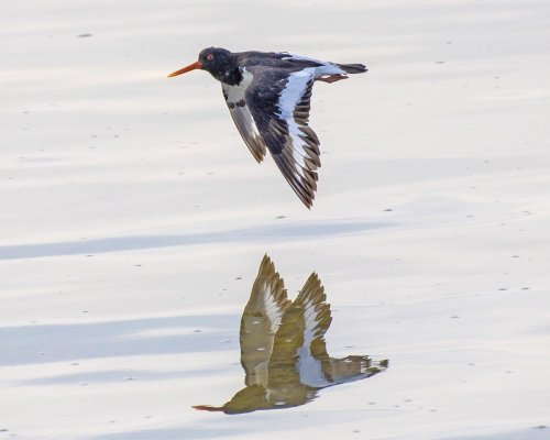 Oyster Catcher