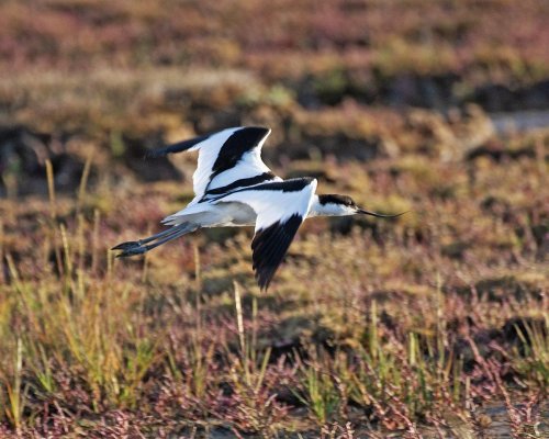 Avocet