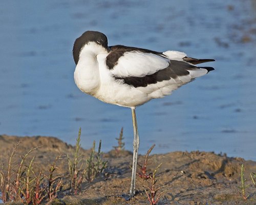 Avocet