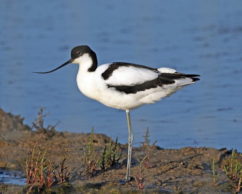Avocet