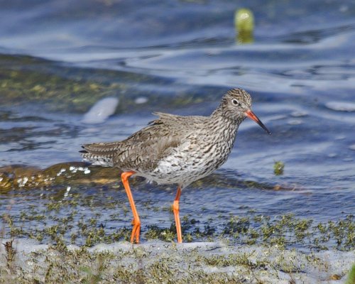 Redshank (1)