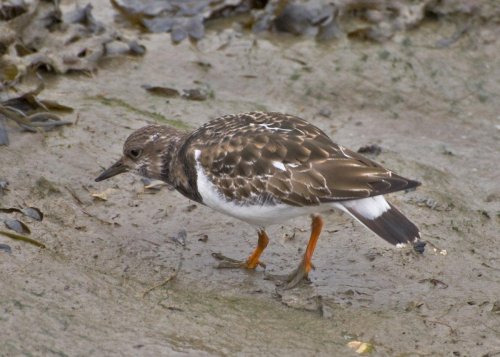 Turnstone (1)