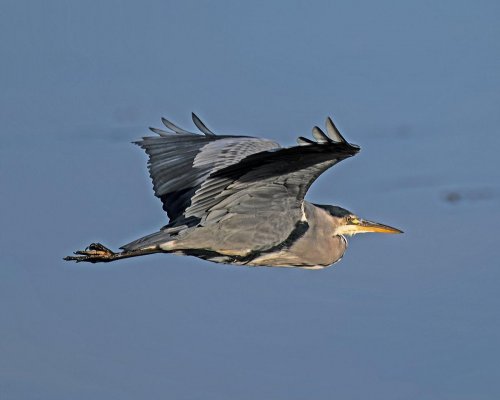  Grey Heron